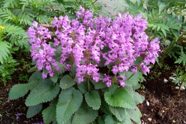 Blumenbeet im Garten