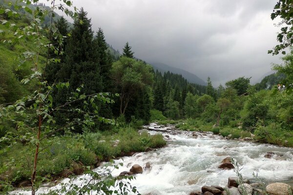 Ağaçların arasında bir dağ nehri