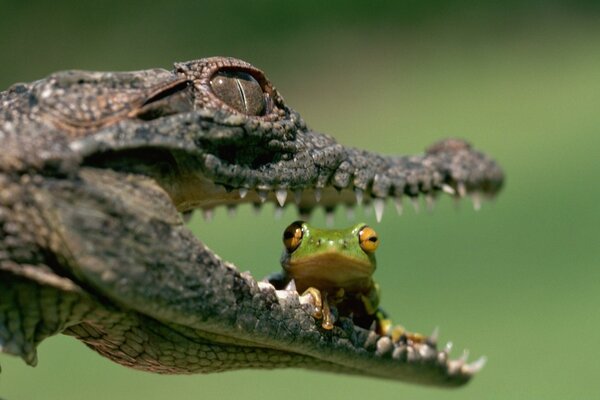 A frog in the mouth of a predatory reptile