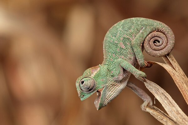 Caméléon en mouvement à la chasse