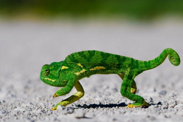 Lagarto verde brillante en foco