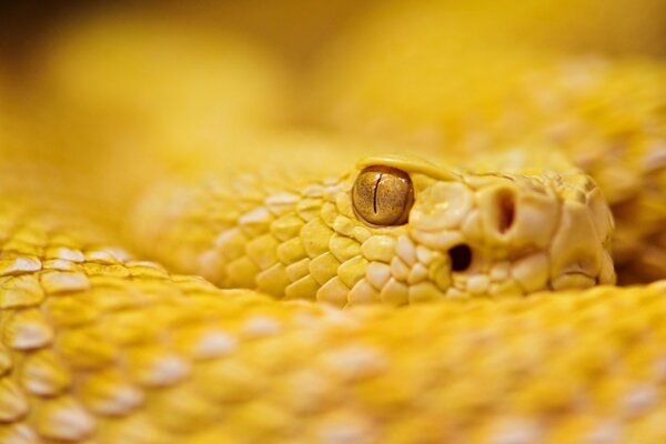 桌面用亮黄色python
