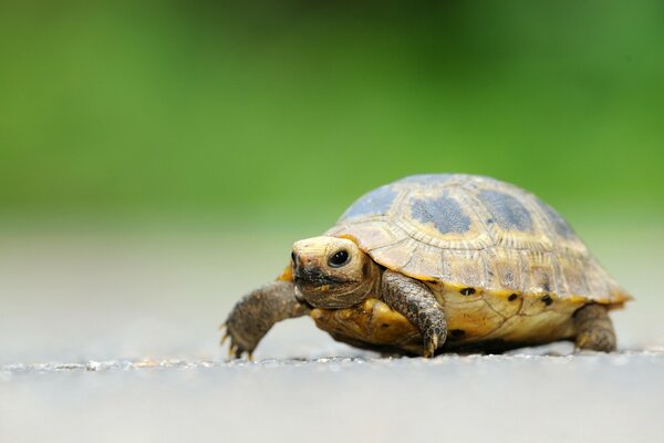 Grande tortue sur beau fond