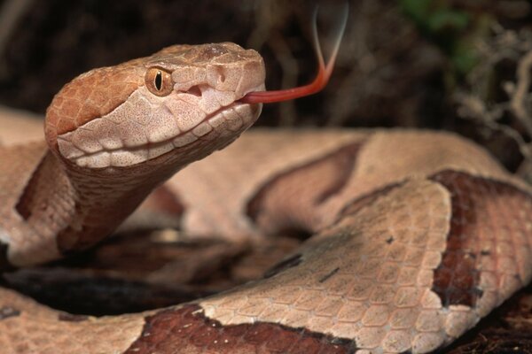 Hermosa serpiente en un fondo oscuro