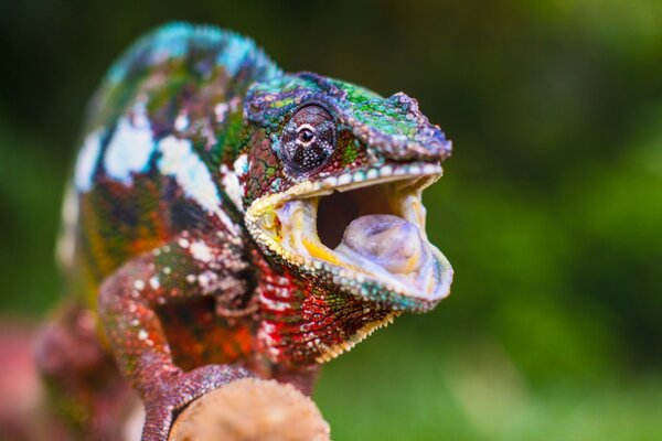 Représentant de la faune - caméléon