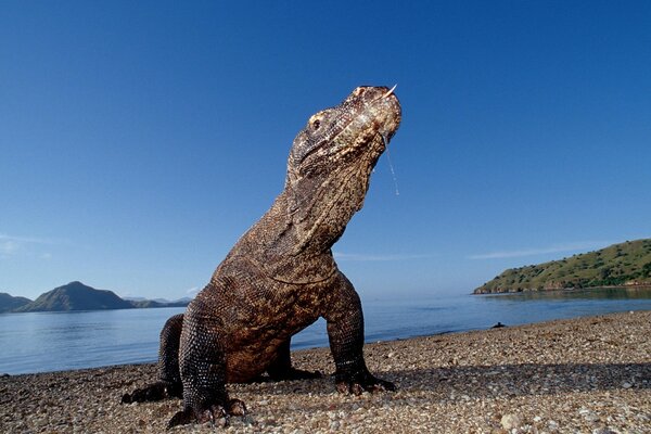 Super großes Reptil kam aus dem Wasser