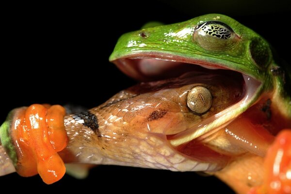 Frosch und Schlange Frosch essen Schlange Biss Gift