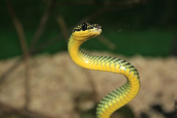 Serpiente amarilla. Reptiles y vida silvestre