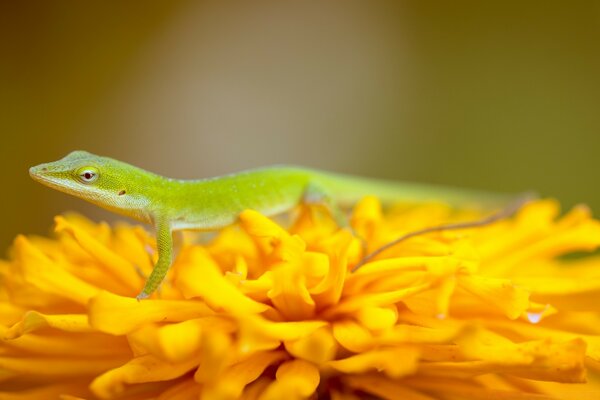 Pequeno lagarto em uma flor brilhante