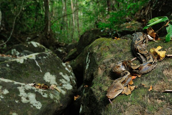 Brown fat snake in nature