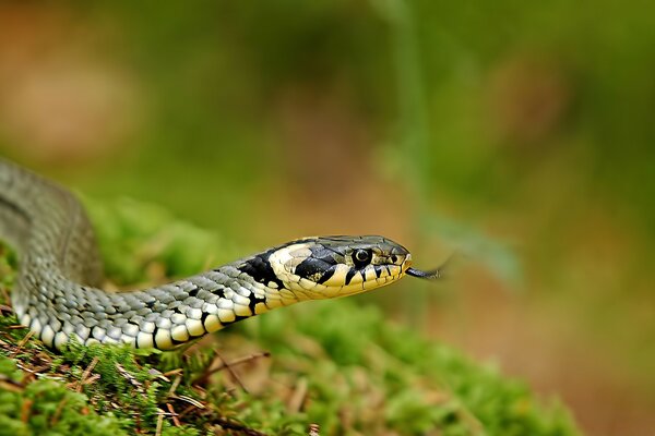 Cabeça de cobra cinza Tiro Macro