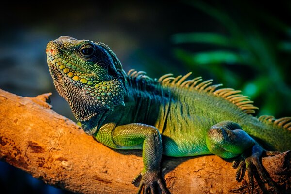 Kriechendes Reptil auf einem Ast