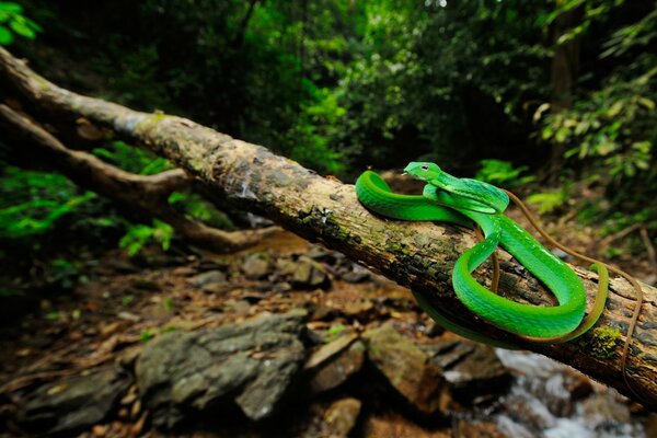 Un grand arbre et un serpent vert dessus