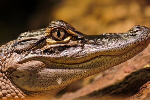 Coccodrillo crogiolarsi al sole