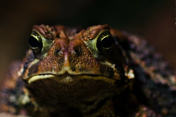 Yeux expressifs d une grenouille exotique