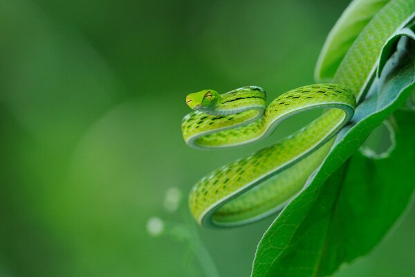 The snake is disguised on a green background