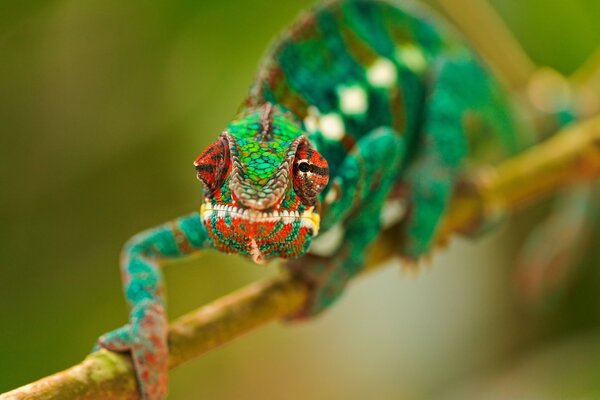 Green chameleon on a branch shooting up close