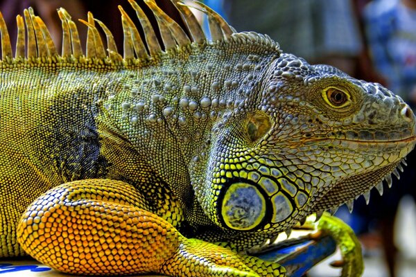 The greatness of a reptile with a bright color