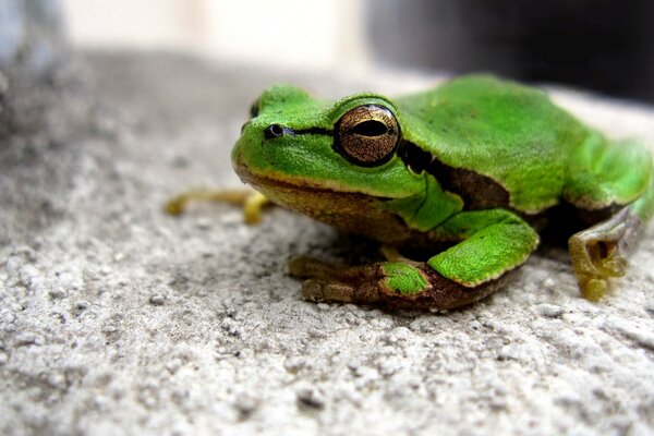 Sapo verde sentado no chão