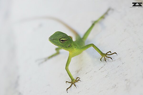 Lézard sauvage sur fond blanc