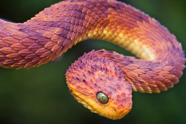 Colorful and dangerous snake in the wild