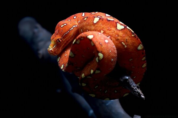 Le serpent rouge avec le retour à l enchevêtrement