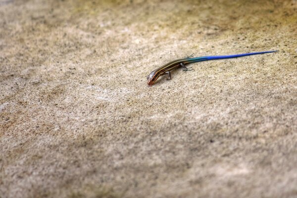 Pequeño reptil arrastrándose por la playa