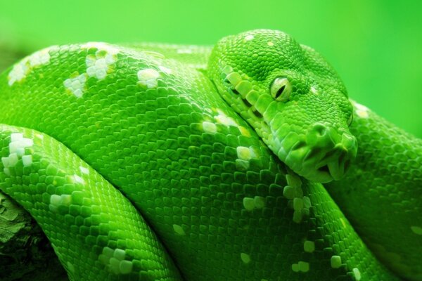 Pitão verde dentes veneno olhos pele de cobra