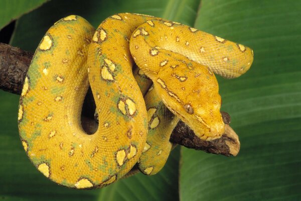 Exotic yellow snake on a tropical background