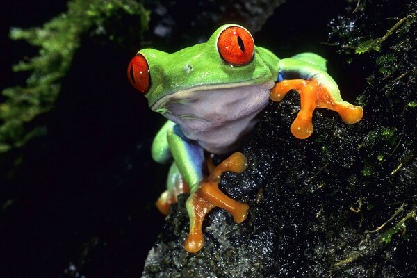 Grüner Frosch mit großen Augen