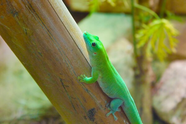 Reptil verde lagarto naturaleza bambú negro pequeños ojos