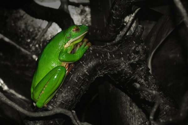 Heller grüner Frosch auf einem Baum