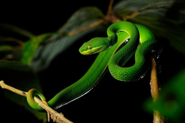 Verde bellissimo serpente su un ramo