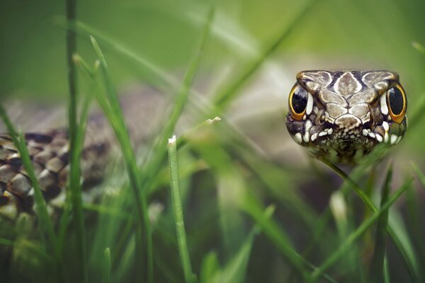 Reptil en la naturaleza