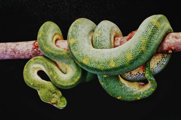 Un serpente verde avvolge un ramo