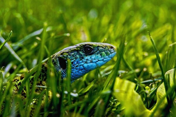 Beautiful reptile in green grass