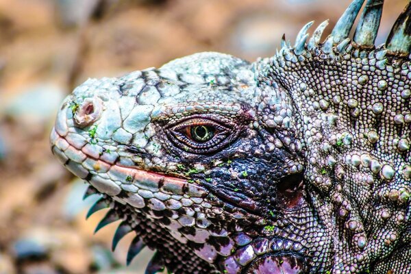 Reptil salvaje con agujas afiladas