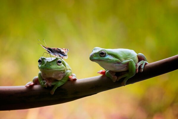 Frogs with butterflies are sitting on a tree. Butterfly on a frog