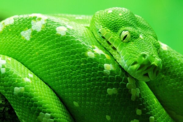 Dientes de pitón verde veneno ojos piel de serpiente