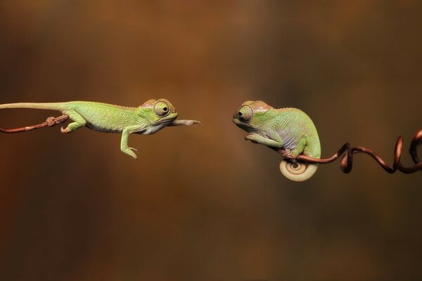 Dos reptiles con ojos muy grandes