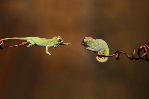 Grenouilles sauvages dans des conditions naturelles