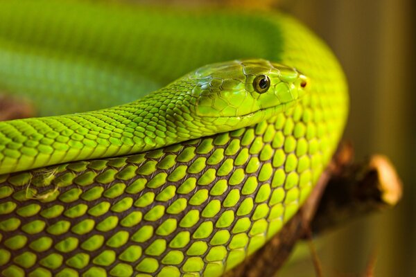 Bright green snake close-up