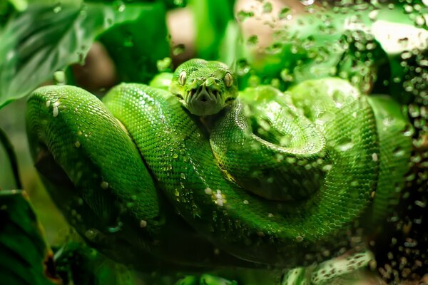 La serpiente verde es muy bonita