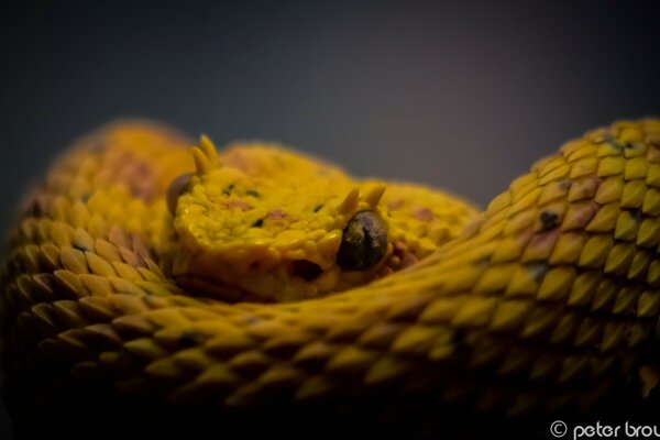 Affascinante serpente giallo brillante su sfondo neutro