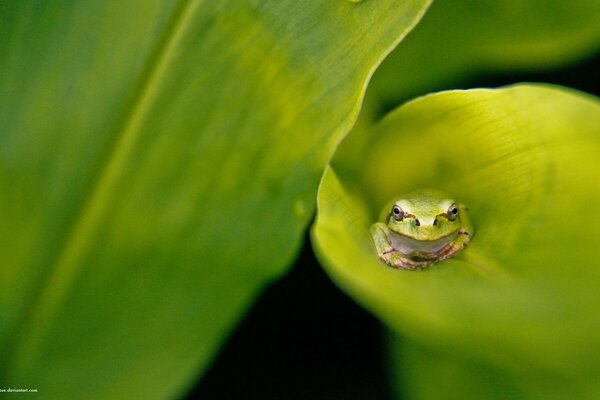 A frog hid in a plant leaf from someone