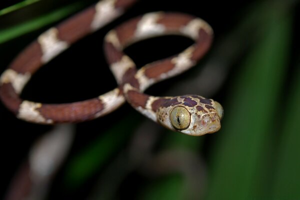 Cobra longa e magra com olhos grandes