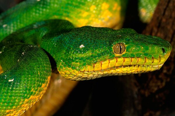 Serpiente víbora de color verde