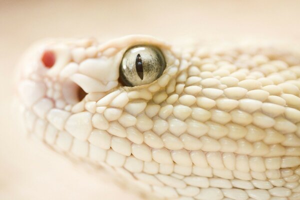 Beautiful white snake on a light background