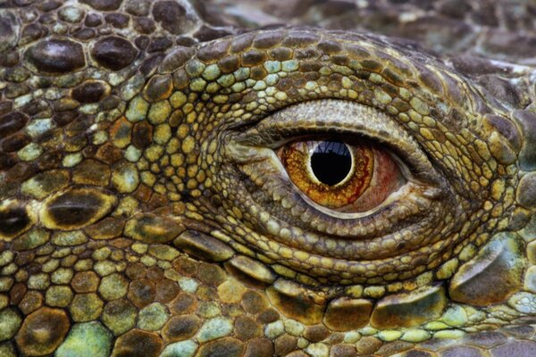 Reptile sérieux avec un regard dangereux