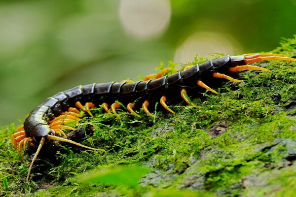 Centipede black large frame